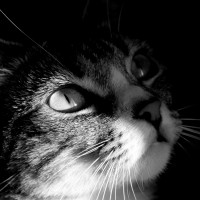 Smirn