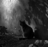 SchattenKatze